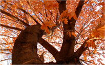 手机号轰炸平台